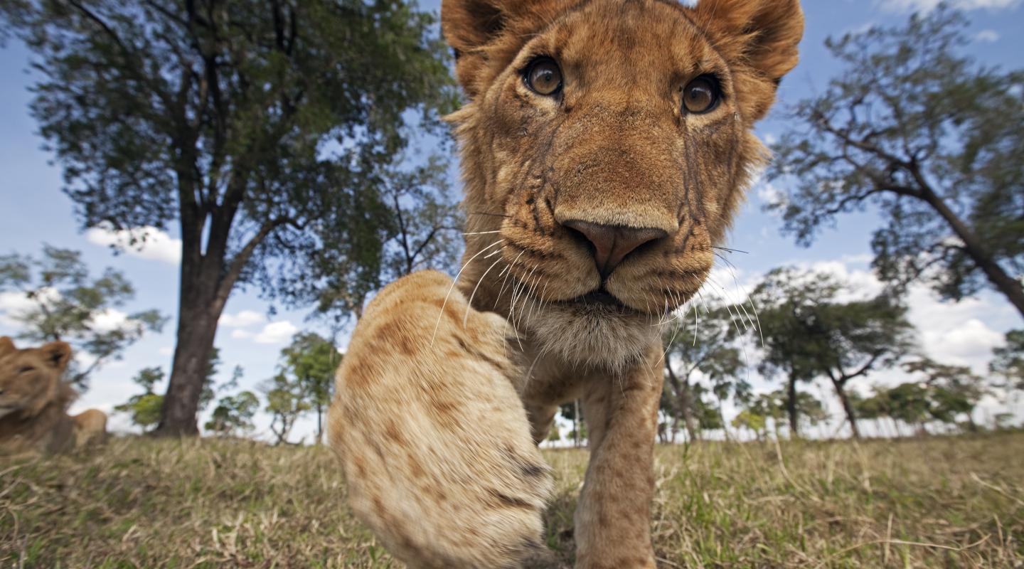 where-do-lions-live-worldatlas